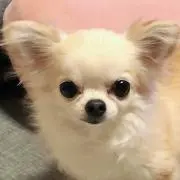 でこの画像
