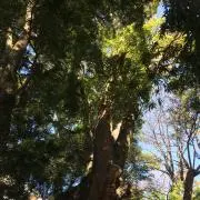 KOKOの画像