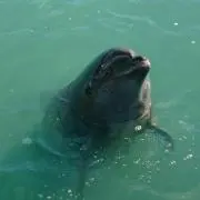ピノ