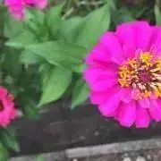 EMMAプロフ必読の画像