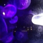 くらげ