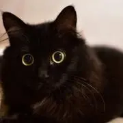 黒猫商店の画像