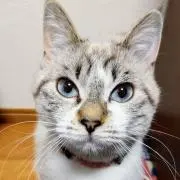 kuro