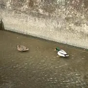 ヨッシー