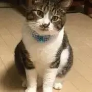 ちゃーの画像