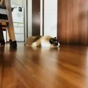 たなか