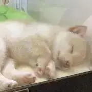 KKの画像