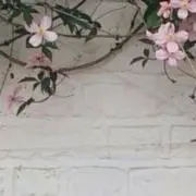 Noanの画像