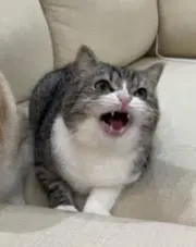 ポン太の画像