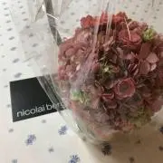 caccoの画像