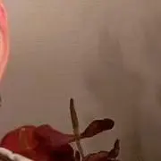 nonの画像