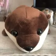 かわうその画像