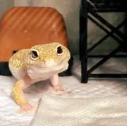 のぼりとの画像