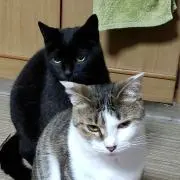 ふみちゃん(ФωФ)