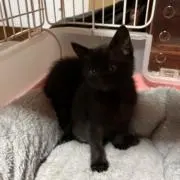 黒猫の画像