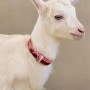 kayoooの画像