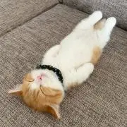 くぅちゃん