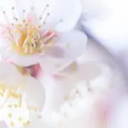 mato