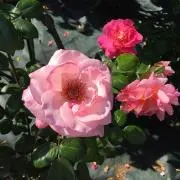 はなの画像