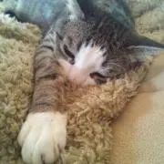 sethの画像
