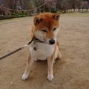 iinaの画像