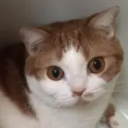 Haru