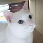 あいらの画像