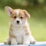 パピコの画像