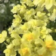 Ruの画像