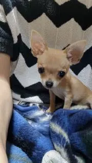 むねの画像