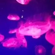 ma。:*の画像
