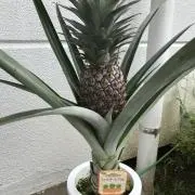 Image of happy pine