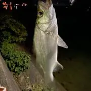 うっちょこ