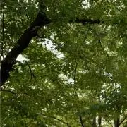 sakiの画像