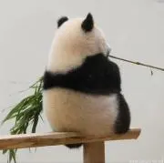 nonchanの画像