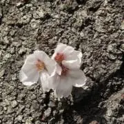 まっこの画像