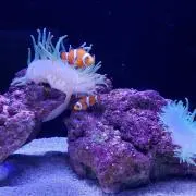 Naokの画像