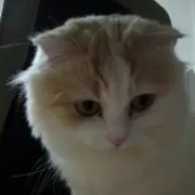 ひかりの画像