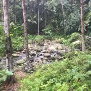 Tuの画像