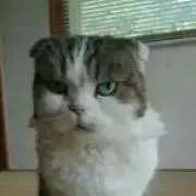 chibimiの画像