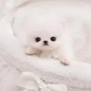 アボカド生ウニ