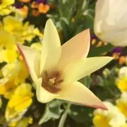 ふわふわの画像