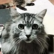 小太郎の画像