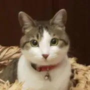 さばねこ