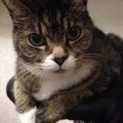 ひぐ