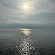 もちこの画像