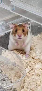 もちさんの画像
