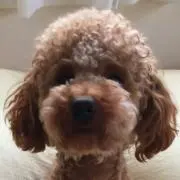 ろろ☆の画像