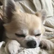 レオ