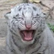 しろとらの画像